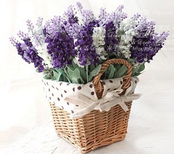 Hoa lavender (1 bụi)