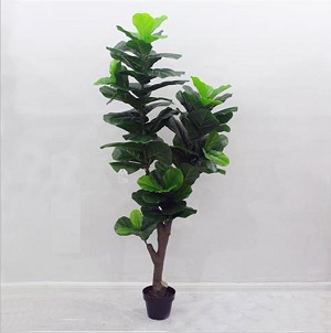 Cây bàng singapore giả 1,8m (hết)