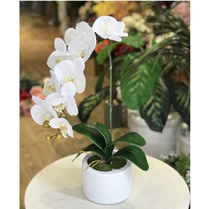 Bình hoa lan hồ điệp 1 cành
