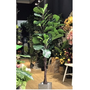 Cây bàng Singapore giả 1,6m (hết)