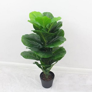 Cây bàng singapore giả 80cm (hết)
