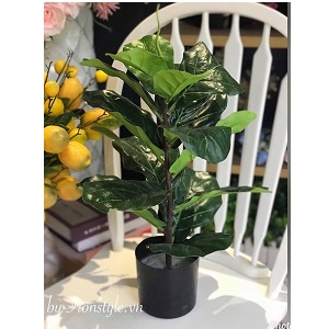 Chậu cây bàng giả để bàn thấp 50cm