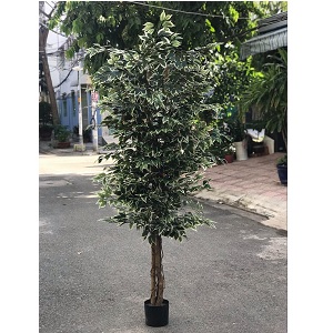 Cây Bên giả lá viền trắng cao 2,3m