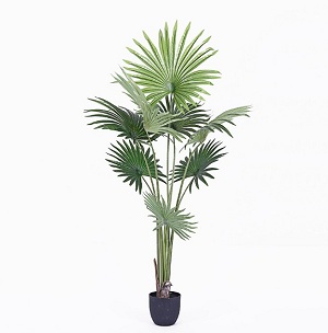 Chậu cây lá cọ giả trang trí 1,6m 