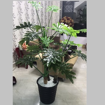 Chậu cây lá thanh xuân lớn