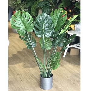 Chậu cây lá xẻ 90cm