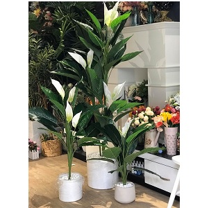 Chậu cây lan ý giả trang trí trong nhà