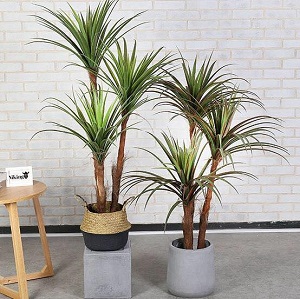 Cây phất dụ rồng (giá chưa bao gồm chậu)