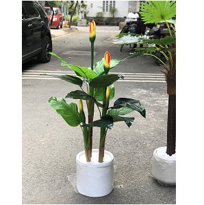 Cây vạn niên thanh giả có hoa (chậu xi măng)