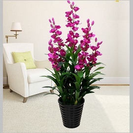 Chậu cây hoa địa lan giả tím
