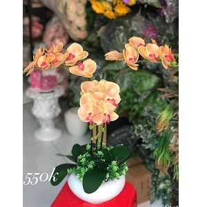 Chậu hoa lan hồ điệp giả vàng