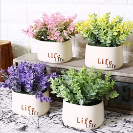Chậu life lá tai chuột (1 chậu)