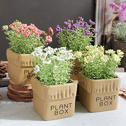 Chậu hoa Plant Box để bàn