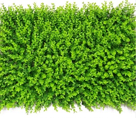 Thảm cỏ lá tai chuột 40*60cm