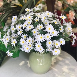 Hoa vải - Cúc họa mi trắng