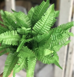 Dương xỉ giả 02