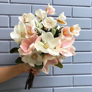 Hoa vải - Hoa mộc lan cành ngắn
