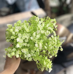 Hoa sao xanh