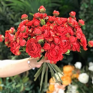 Hoa vải - Hồng trà 02