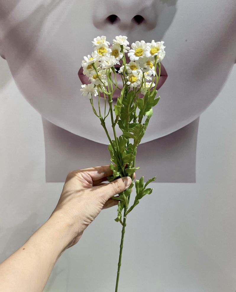 Hoa cúc tana vải màu trắng