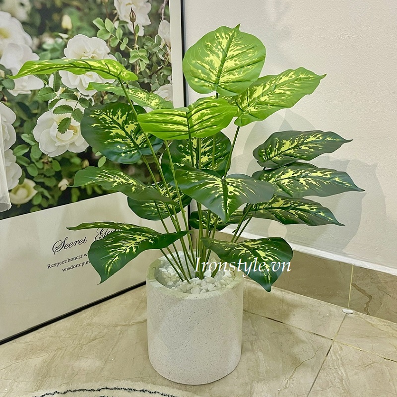 Chậu cây vạn niên thanh giả nhỏ để bàn