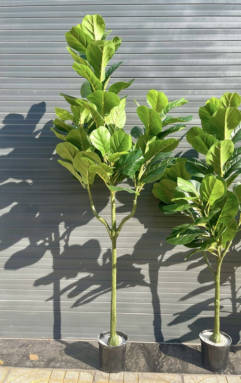 Cây bàng singapore giả