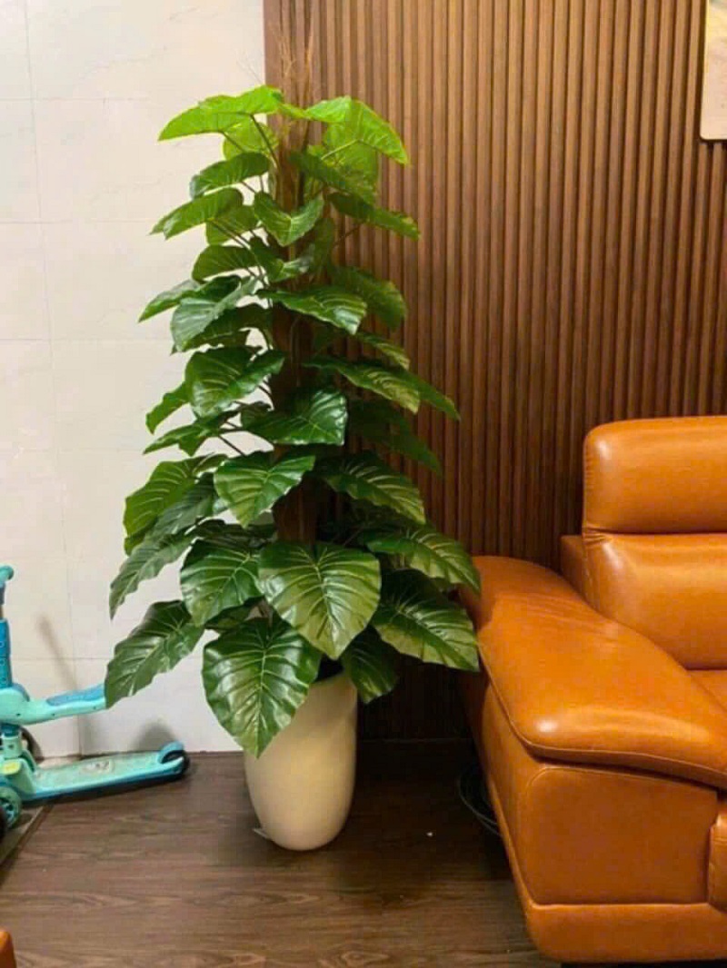 Cây trầu bà giá giống thật decor trang trí