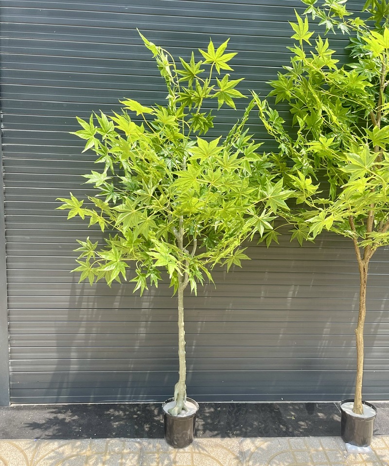 Cửa hàng bán cây phong lá xanh giả trang trí đẹp 