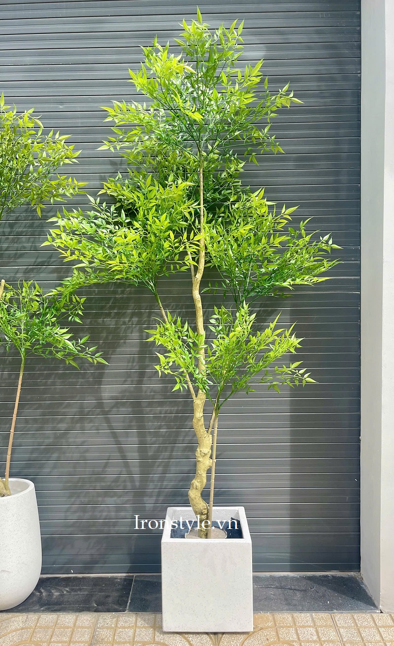 Chậu cây nam thiên trúc giả trang trí phòng khách