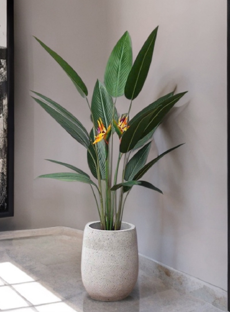 Chậu cây hoa thiên điểu decor trang trí đẹp