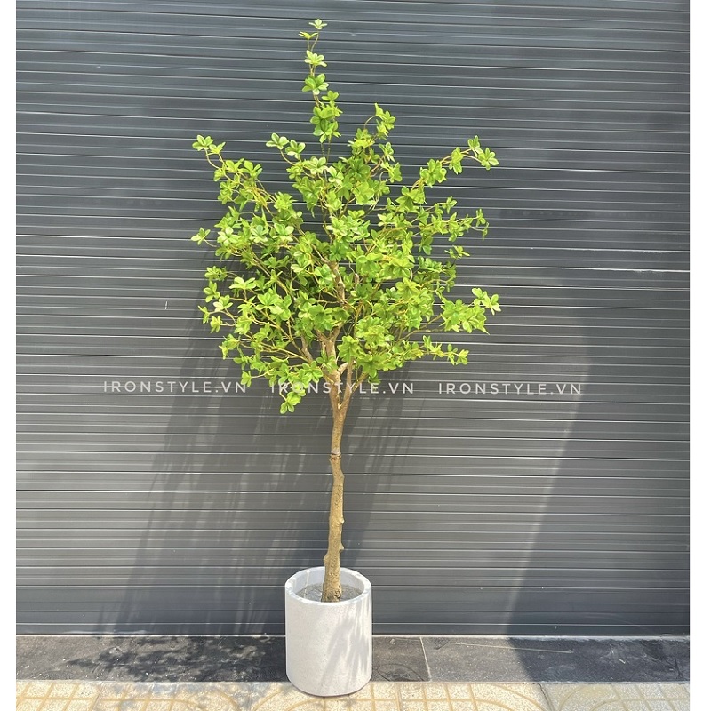 Chậu cây thạch nam cao su trang trí nhà đẹp giống thật