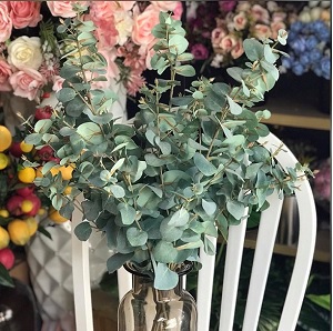 Lá kim tiền tròn cành cứng 