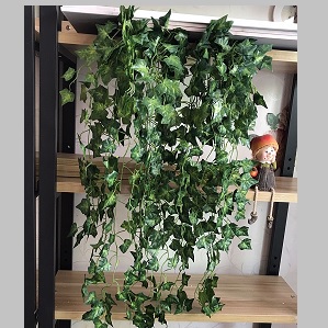 Bụi dây lá khổ qua giả