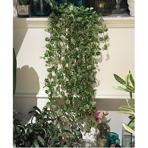Bụi dây lá rũ nhí vải