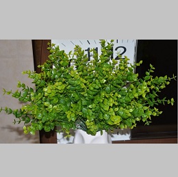 Lá tai chuột (1 bụi)