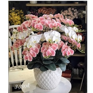 Hoa vải - Chậu hoa lan hồ điệp vải 3 tầng 
