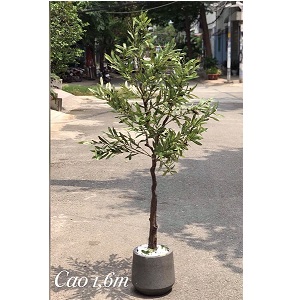 Cây ô liu giả trang trí loại trung 1,6m