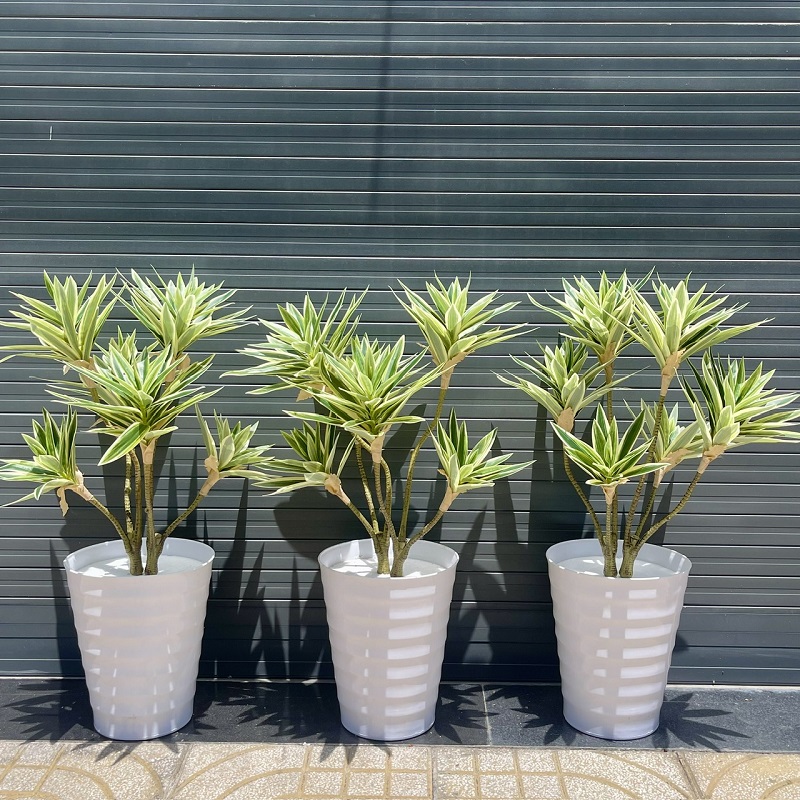 Dịch vụ vận chuyển cây phát tài – vận chuyển hoa Tết – vận chuyển hàng cont cảng từ HCM đi các tỉnh