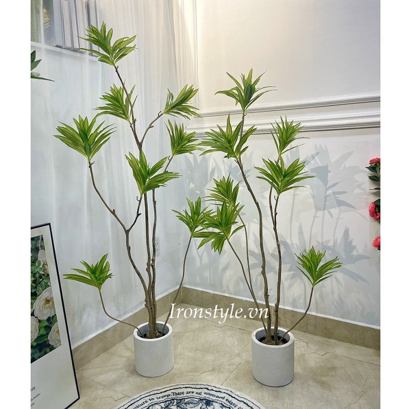 Cây phát tài núi giả thân nhỏ