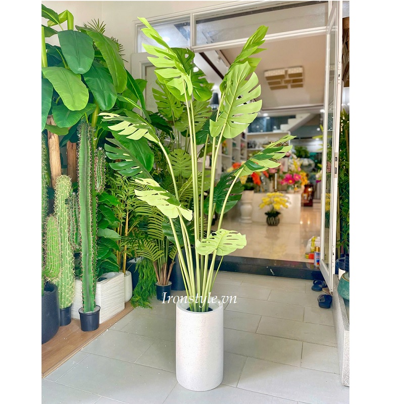 Chậu cây lá xẻ giả thân cứng 1m8 có chậu