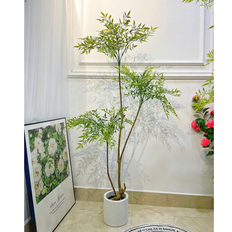 Chậu cây nam thiên trúc 1m5 trang trí
