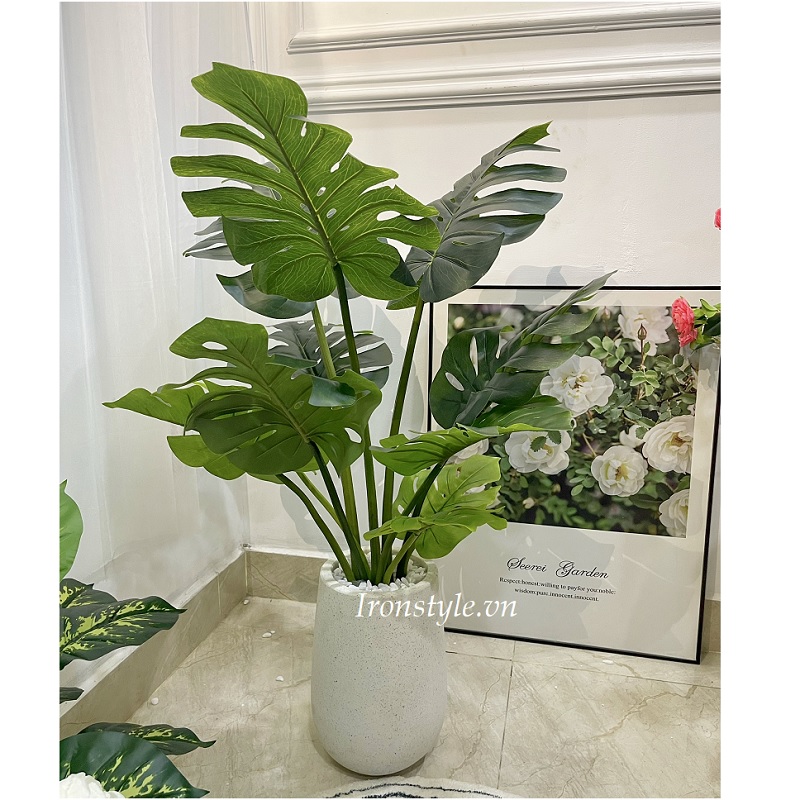 Chậu cây trầu bà lá xẻ giả thân mềm 1m3
