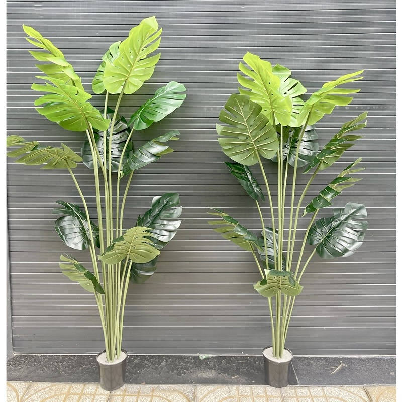 Cây trầu bà lá xẻ giả thân cứng 02