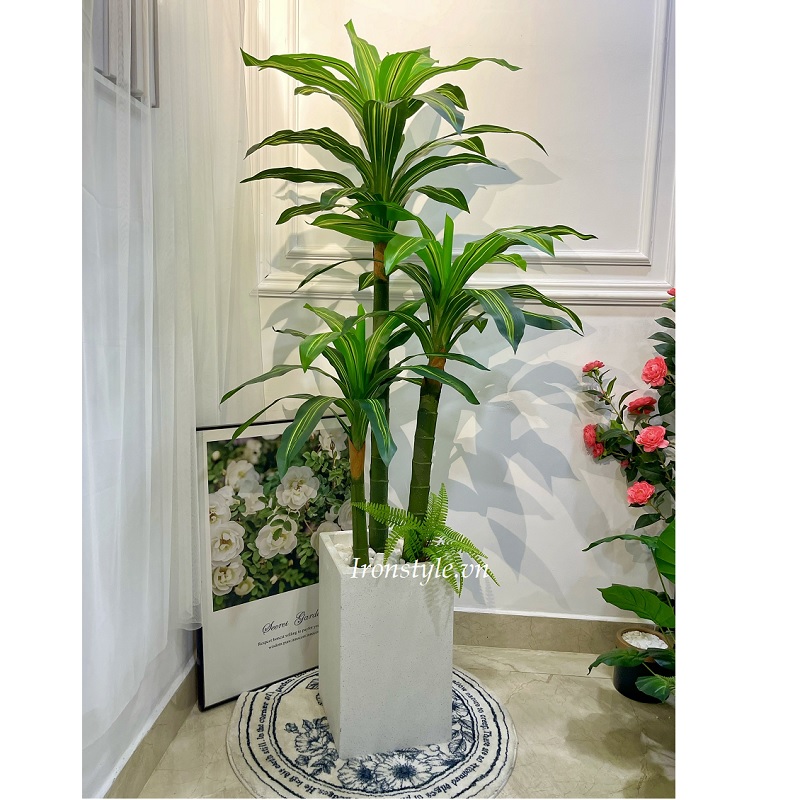 Cây thiết mộc lan giả chậu 3 cây 1m8