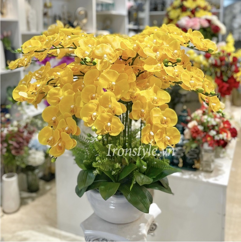 Chậu lan hồ điệp vàng tai bèo cắm tròn