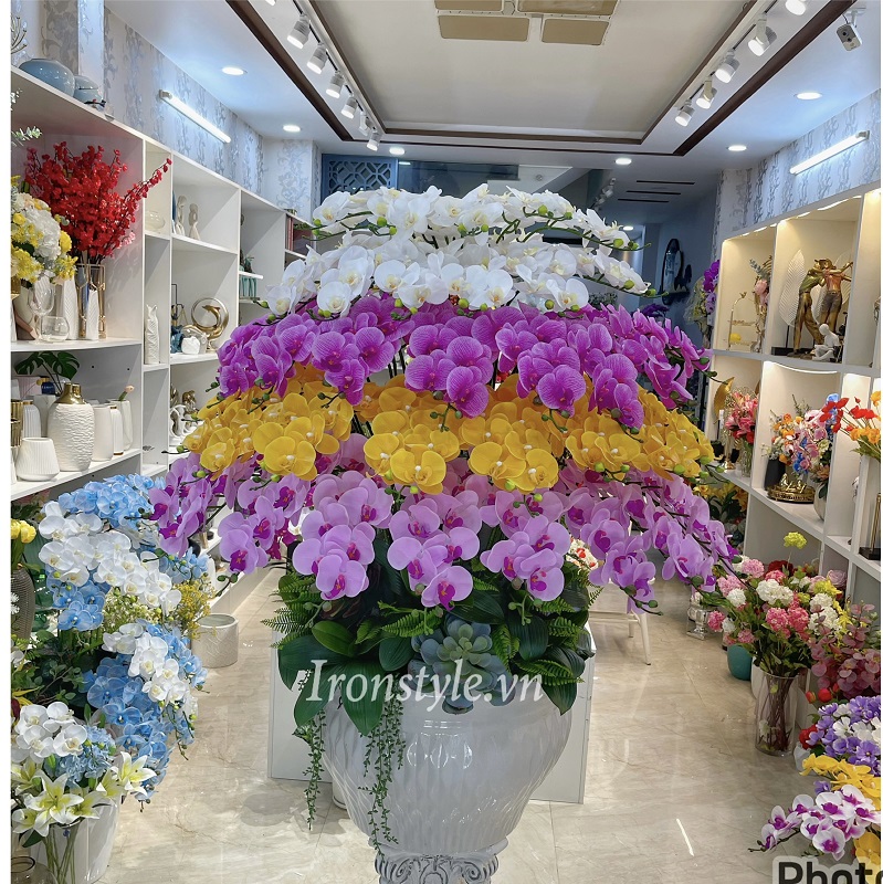 Chậu hoa lan hồ điệp lụa size đại