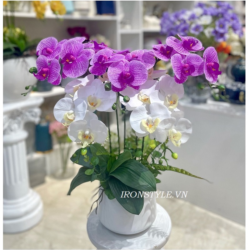 Chậu lan giả nhỏ 5 cành trắng tím gân