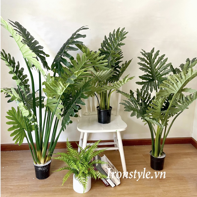 Cây trầu bà thanh xuân giả lá to đẹp trang trí