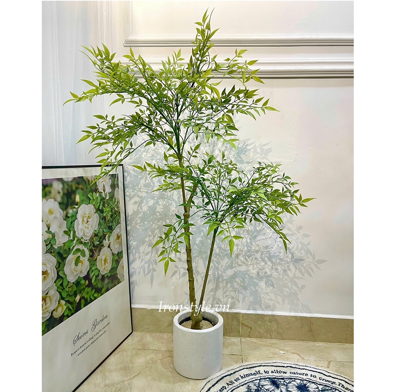 Chậu cây nam thiên trúc 1m2 trang trí