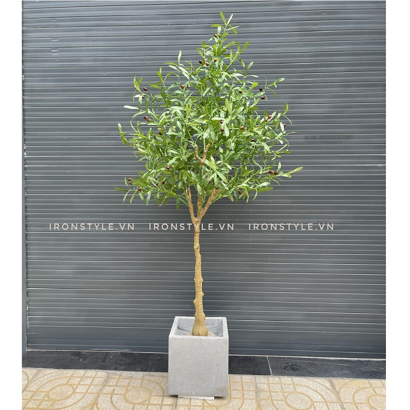 Cây ô liu giả có trái kèm chậu cao 1m9 (mã 05)